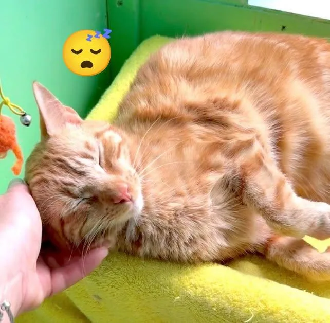 Tiger thumbnail 2