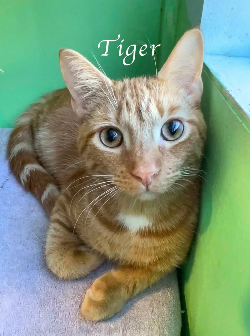 Tiger thumbnail 3