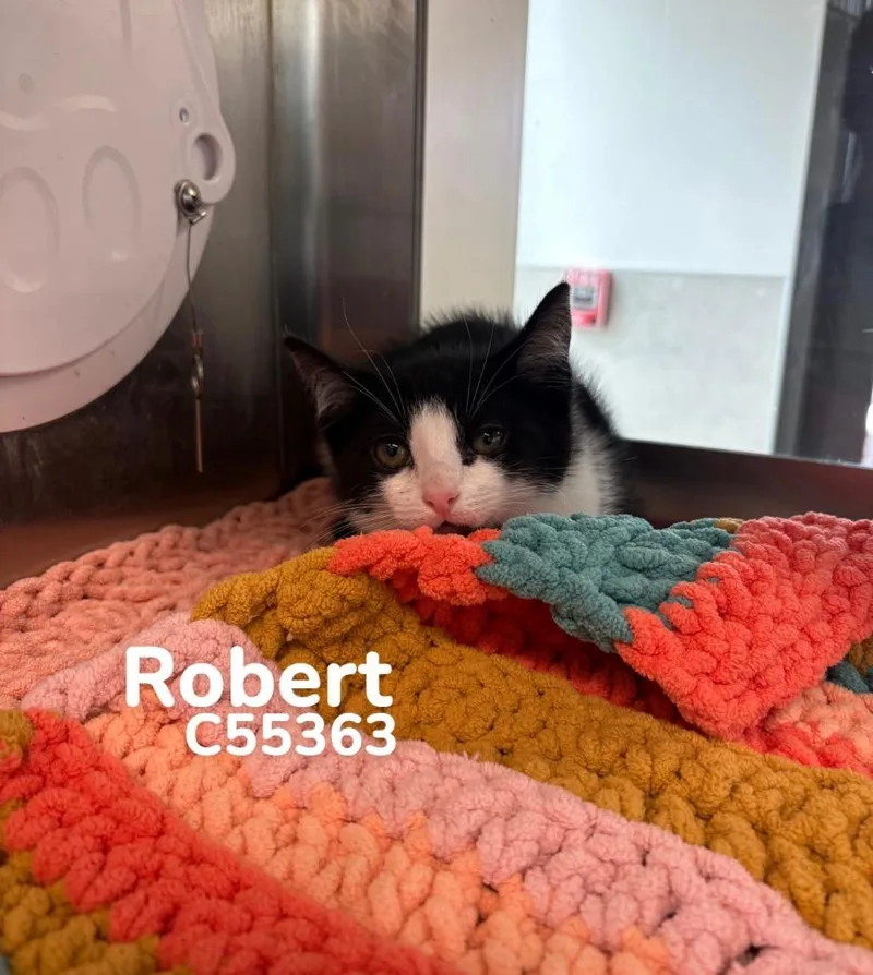 Robert