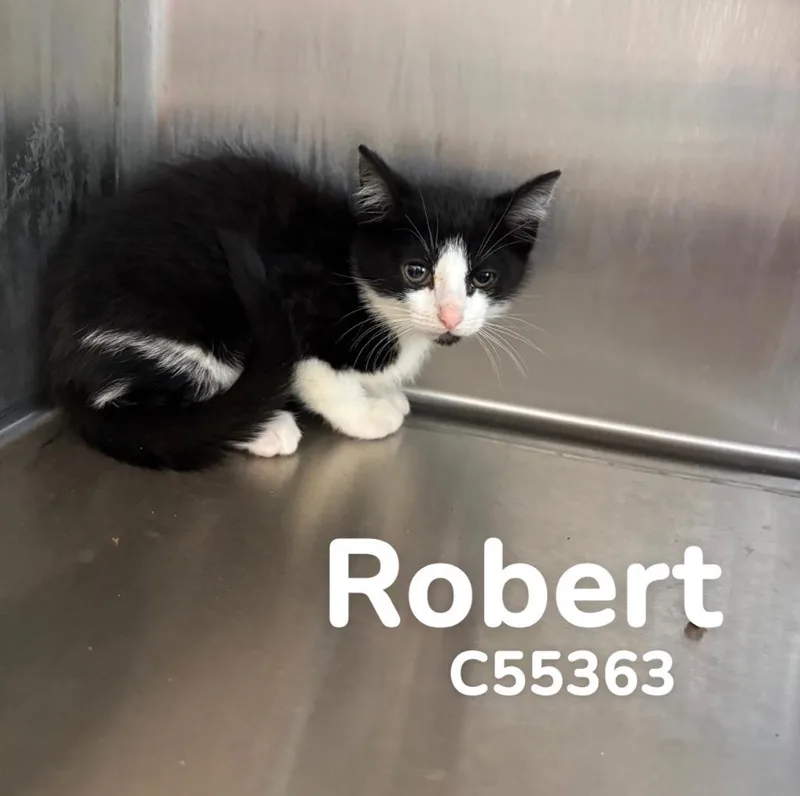 Robert thumbnail 3