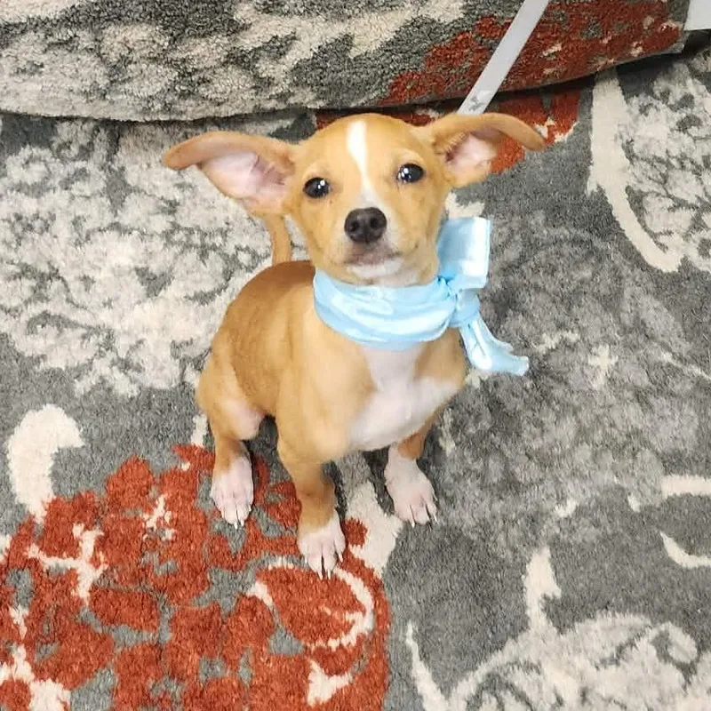 A baby small-sized male Yellow / Tan / Blond / Fawn Chihuahua dog named Cricket for adoption in Oak Point, TX