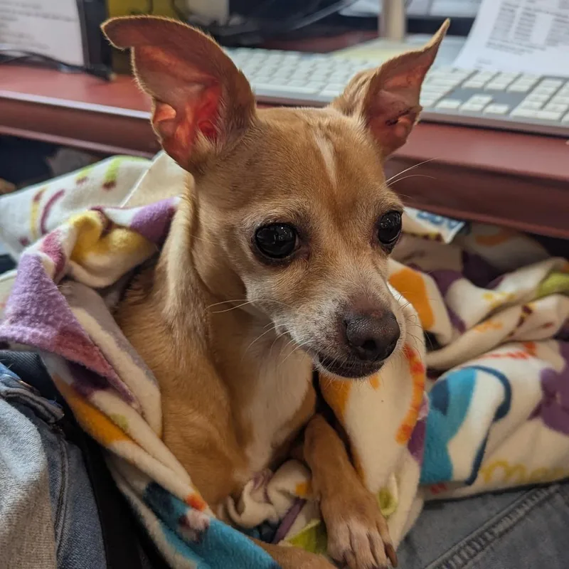 Taquito