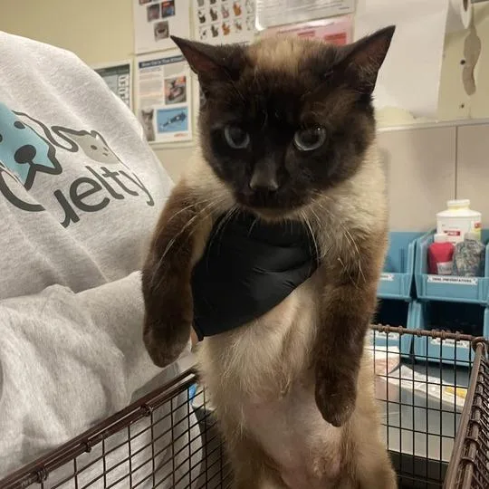 A young medium-sized female Cream / Ivory Domestic Short Hair cat named Chrysanthemum for adoption in Oak Park, IL