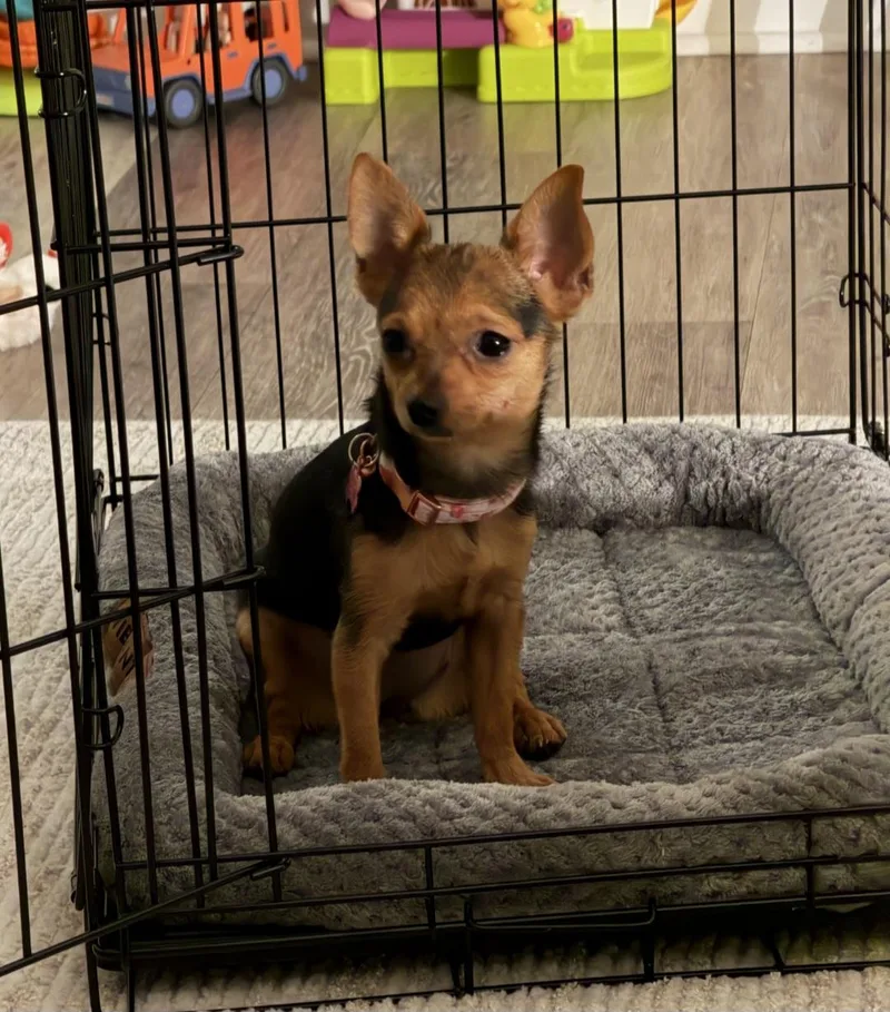 A baby small-sized female Chihuahua dog named Nahla for adoption in Oviedo, FL