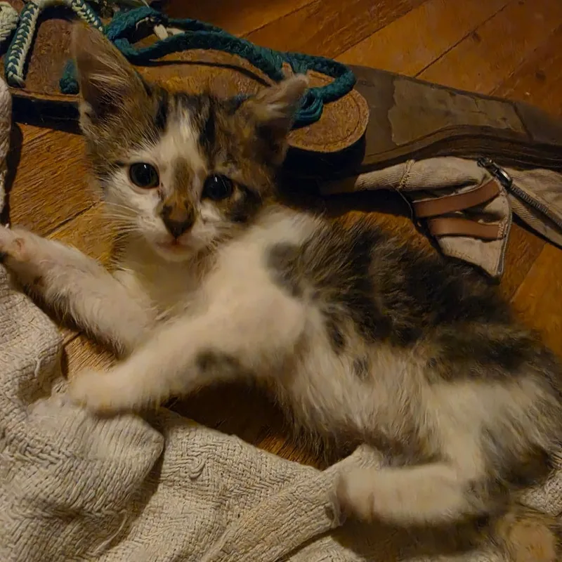 A baby small-sized male White Domestic Short Hair cat named Yondu for adoption in Normal, IL