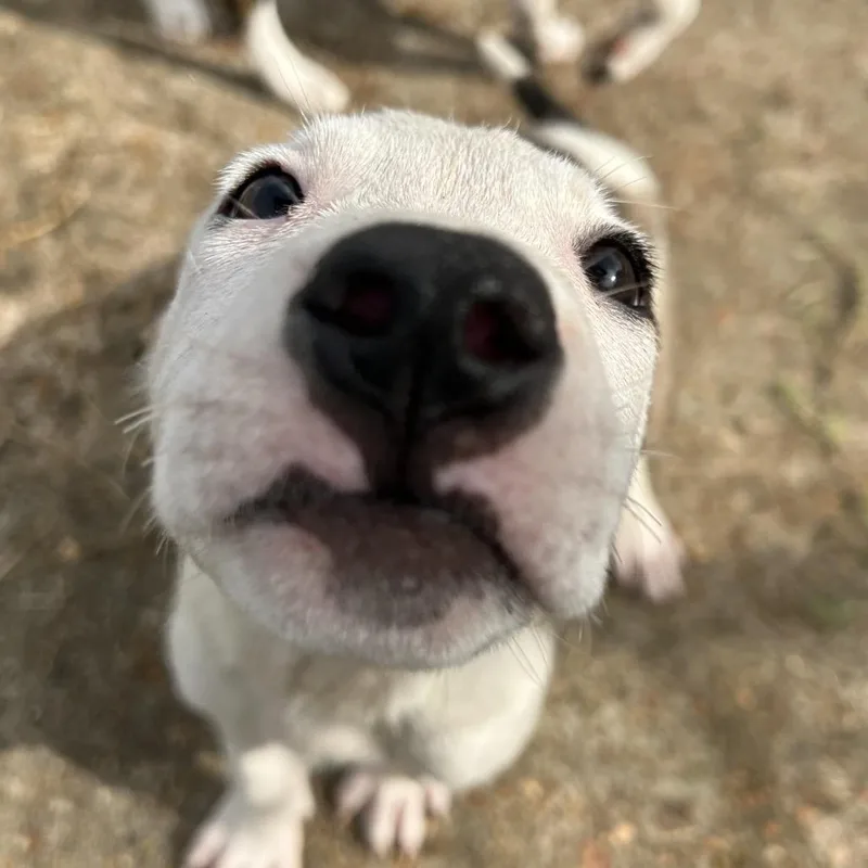 Steven