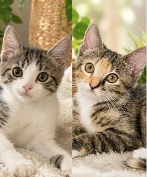 A baby small-sized female Dilute Calico Domestic Short Hair cat named Mina & Nina for adoption in Encinitas, CA