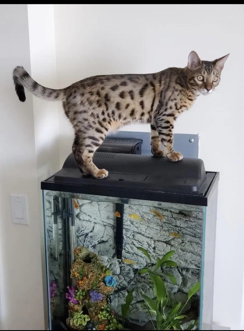 An adult large-sized male Brown / Chocolate Bengal cat named Kobe for adoption in Ozone Park, NY