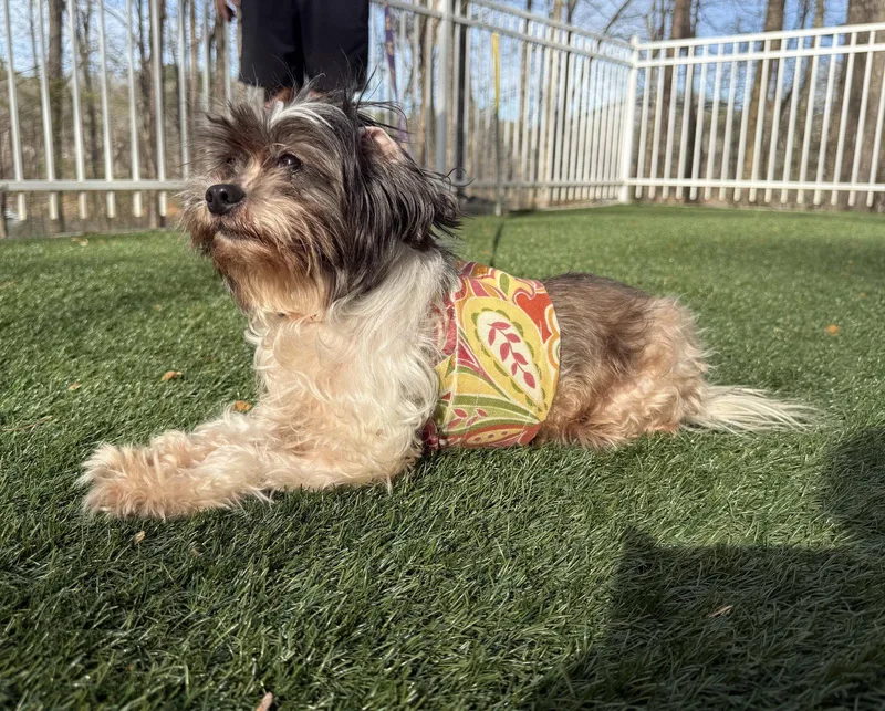 Cala Lily thumbnail 2