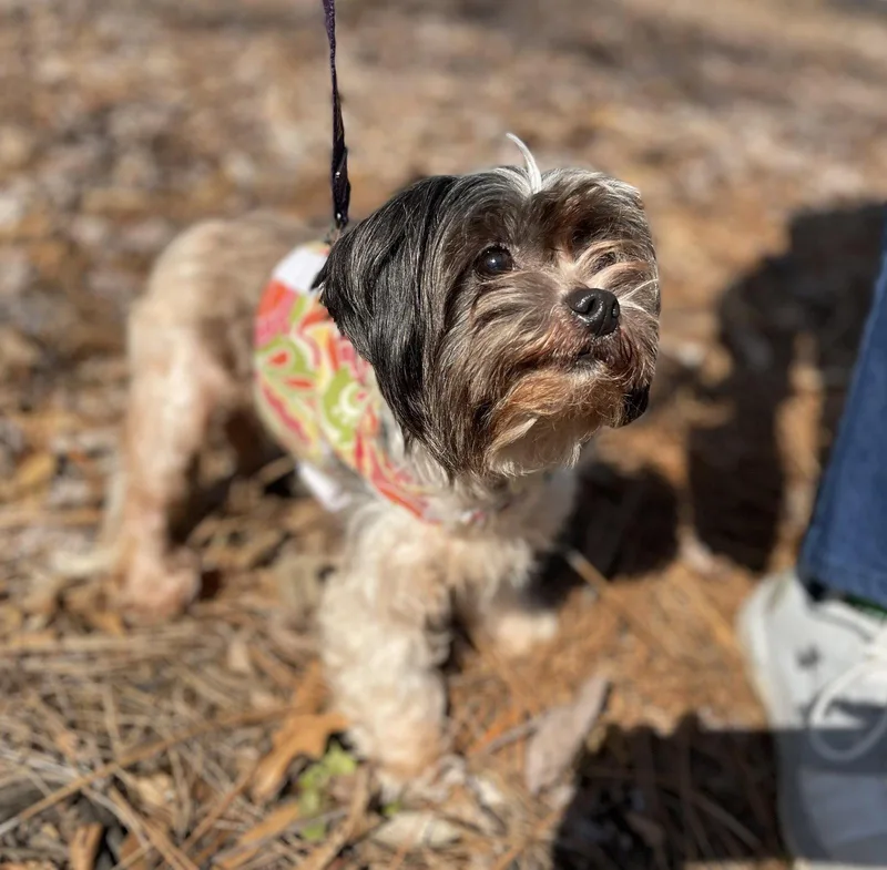 Cala Lily thumbnail 3