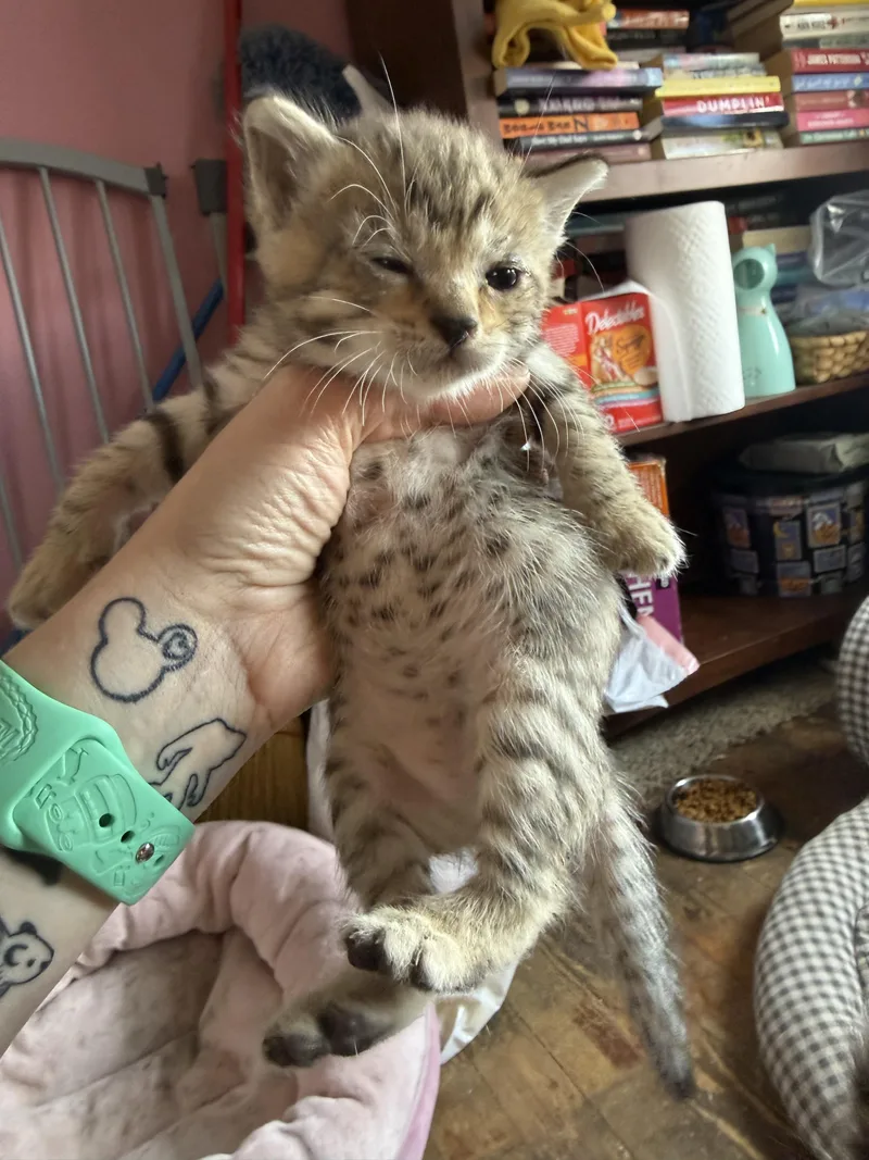 A baby small-sized male Domestic Short Hair cat named Riggs for adoption in Bethel Park, PA