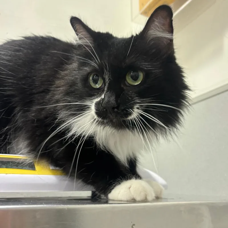 An adult medium-sized female Domestic Long Hair cat named Freya for adoption in Tampa, FL