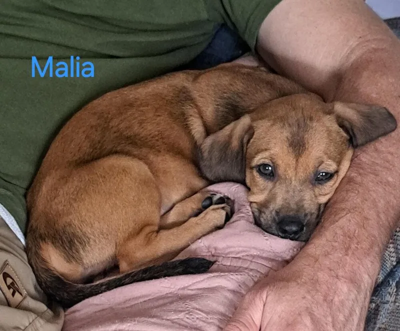 Malia thumbnail 3
