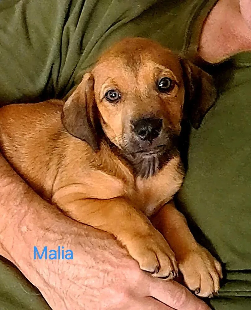 Malia thumbnail 4