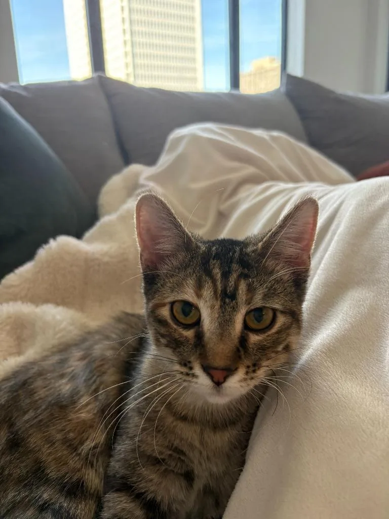 Sonny  Cher thumbnail 2