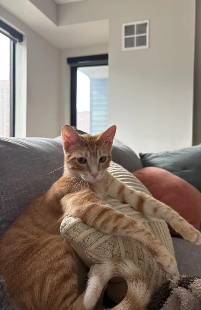 Sonny  Cher thumbnail 3