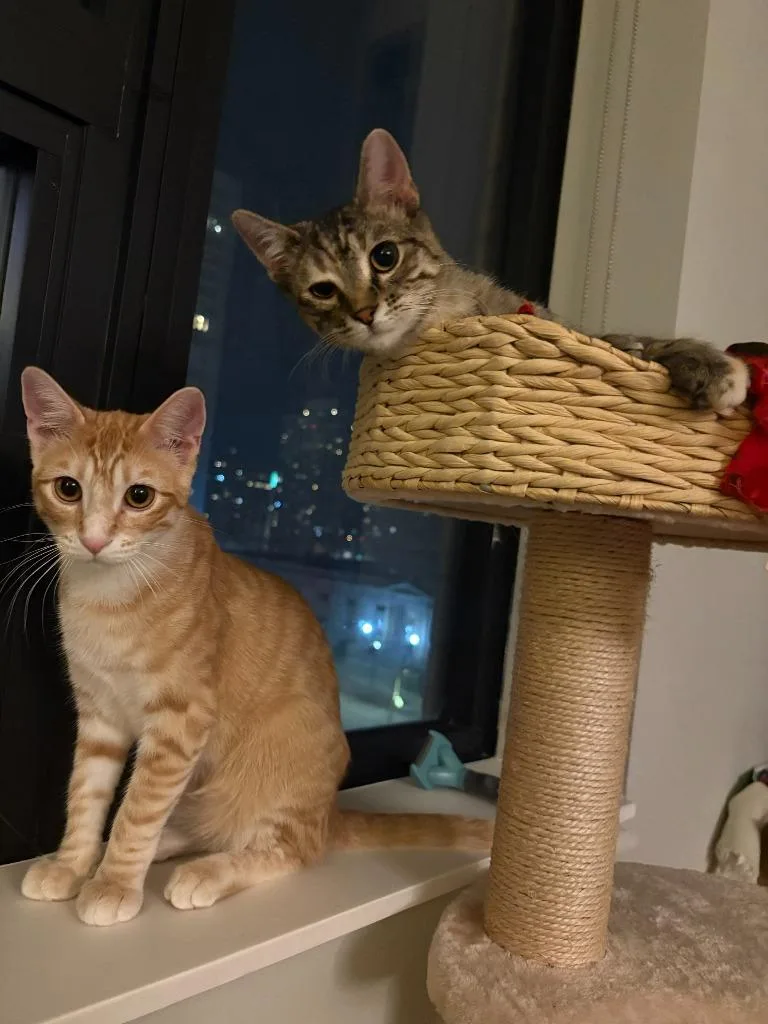 Sonny  Cher thumbnail 4