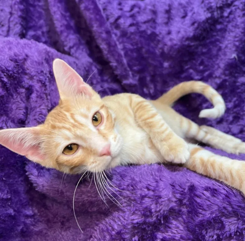 Sonny  Cher thumbnail 5