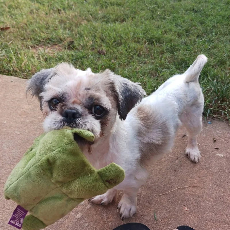 An adult small-sized male White / Cream Lhasa Apso dog named Andy for adoption in Greenville, SC