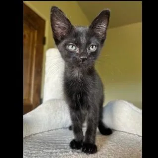 A baby small-sized male Black Domestic Short Hair cat named Smoke for adoption in Prescott, AZ