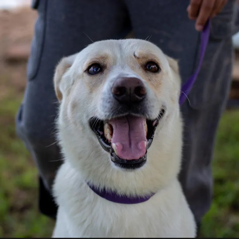 A young medium-sized male White / Cream Mixed Breed dog named Skittles for adoption in Lake Jackson, TX