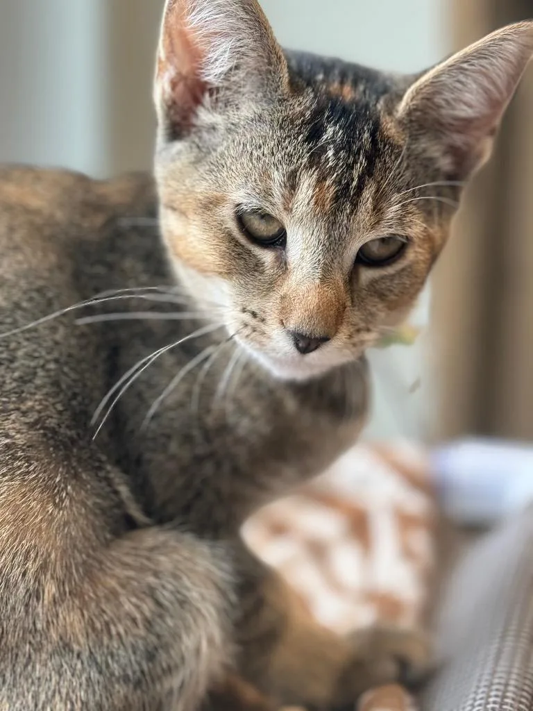 Francesca thumbnail 3