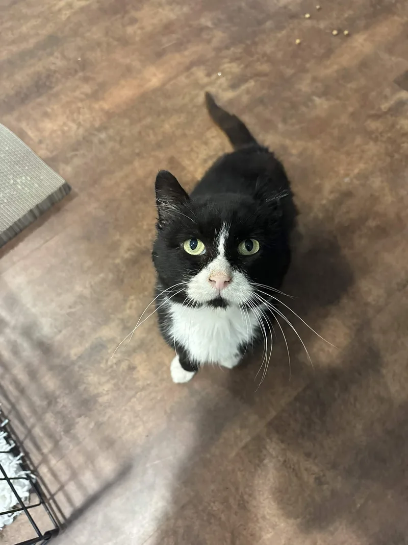 An adult medium-sized male Black & White / Tuxedo Domestic Short Hair cat named Freddie for adoption in Cleveland Heights, OH