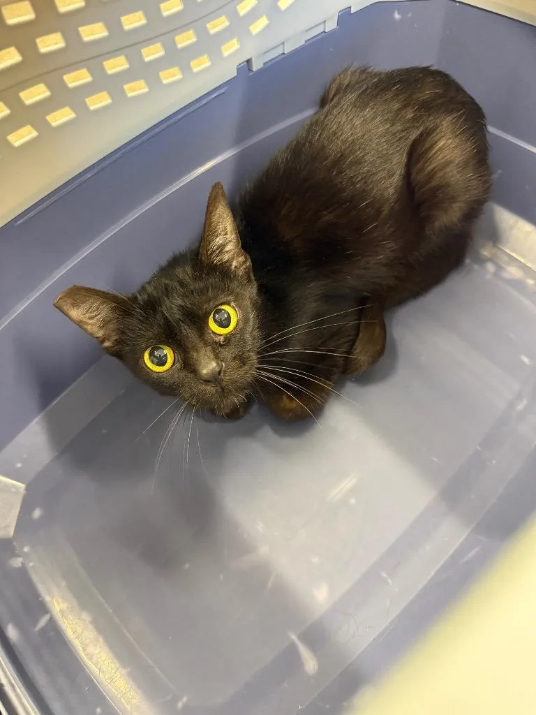 A young small-sized female Domestic Short Hair cat named Ladybug for adoption in Thousand Oaks, CA