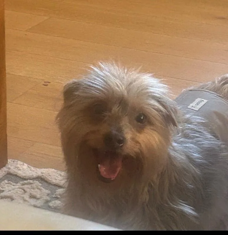 An adult small-sized male Yorkshire Terrier dog named Buddy for adoption in Anthem, AZ