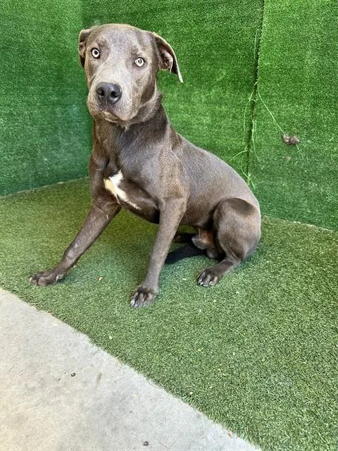 A young medium-sized male Pit Bull Terrier dog named Bluey for adoption in Lancaster, CA