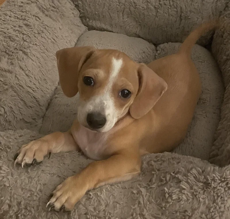 A baby small-sized male Dachshund dog named Mocha for adoption in Overland Park, KS