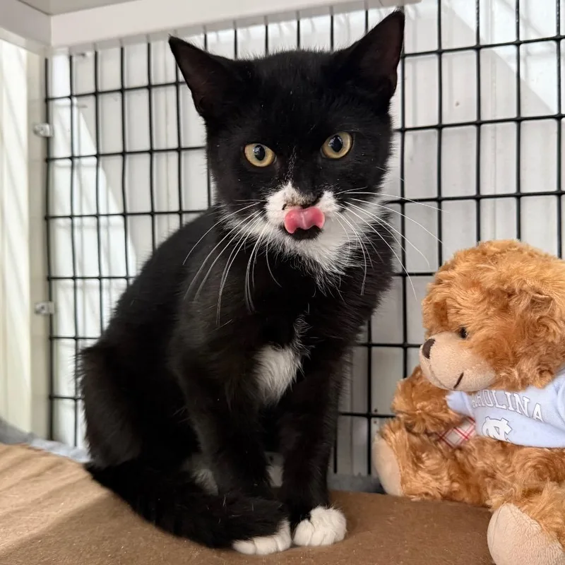 A baby small-sized female Domestic Short Hair cat named Colette for adoption in Ewing, NJ