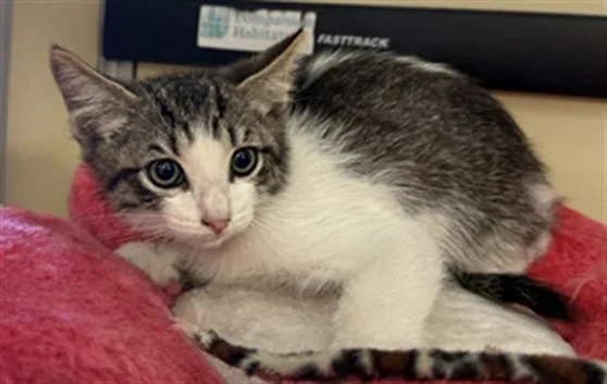 A baby small-sized male Domestic Short Hair cat named Gilbert for adoption in Lancaster, CA