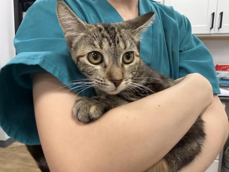 A young small-sized female Domestic Short Hair cat named Sugar Maple for adoption in Chandler, AZ