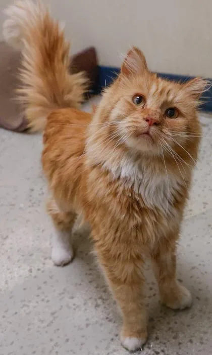 An adult large-sized male Domestic Long Hair cat named Sir Kittikiss for adoption in Baraboo, WI