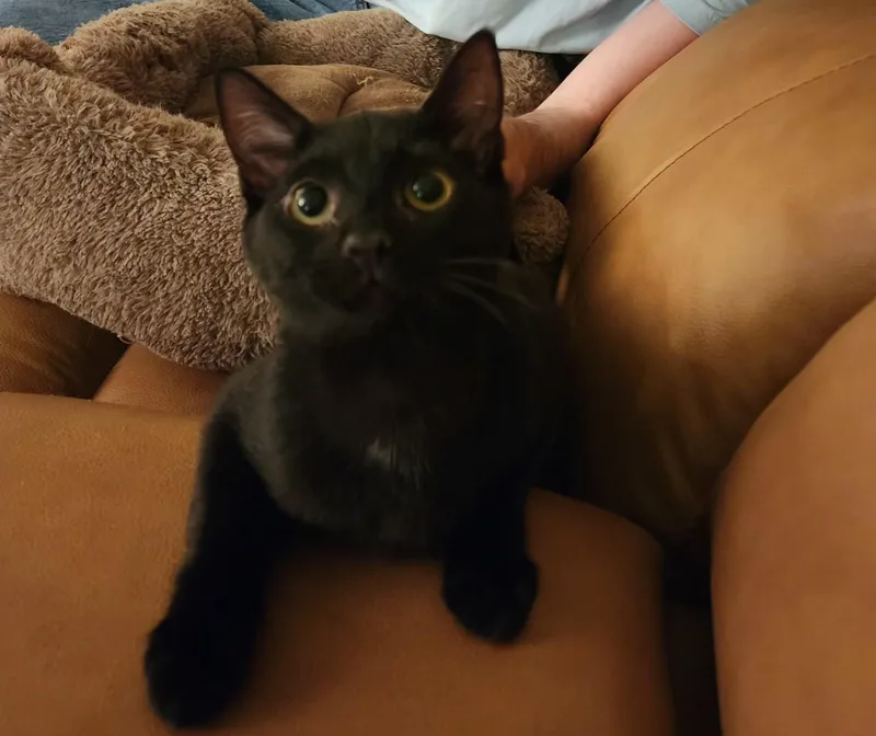 A baby small-sized male Black Domestic Short Hair cat named Titan for adoption in Greenwood, IN