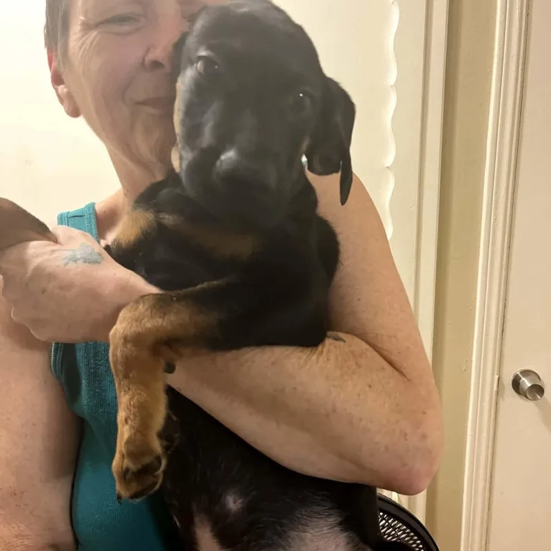 A baby medium-sized male German Shepherd Dog dog named Diesel for adoption in Yukon, OK