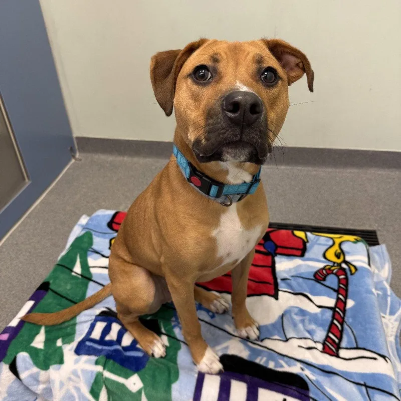 An adult medium-sized male Terrier dog named Loki for adoption in New Castle, DE