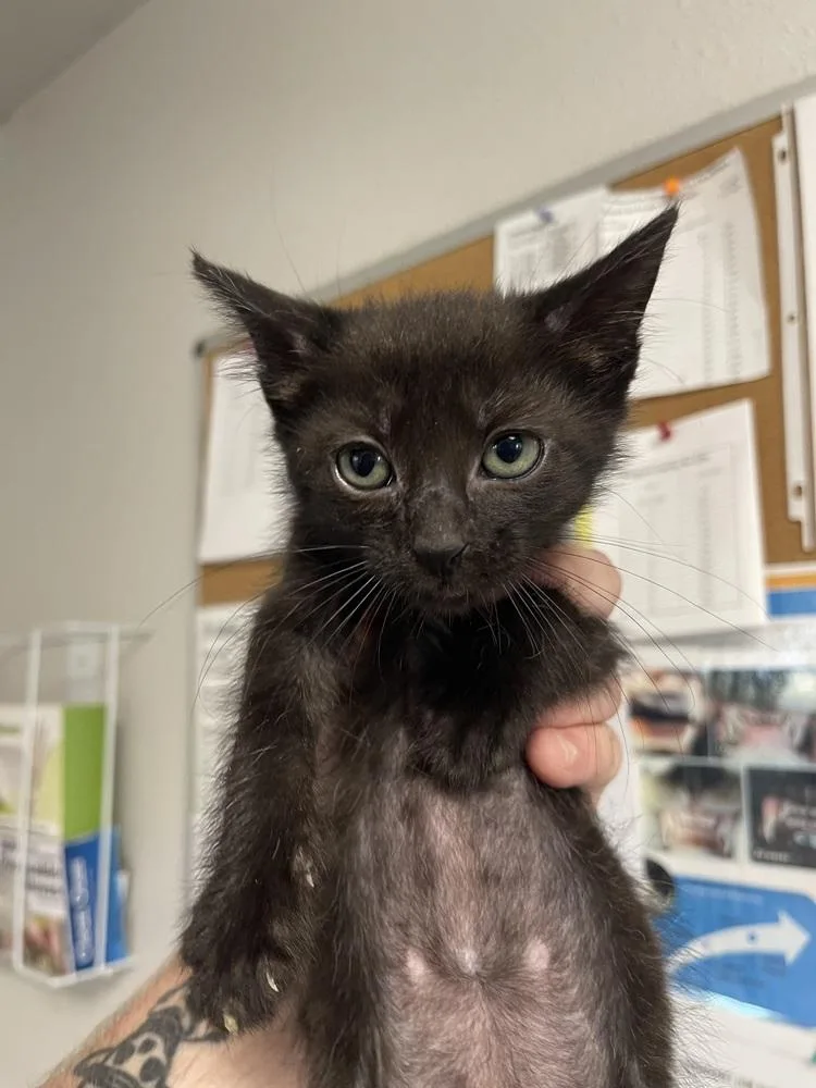 A baby medium-sized male Black Domestic Short Hair cat named Gene for adoption in Bolivar, MO