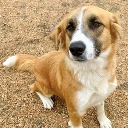 A young large-sized female Anatolian Shepherd dog named Honey for adoption in Staten Island, NY