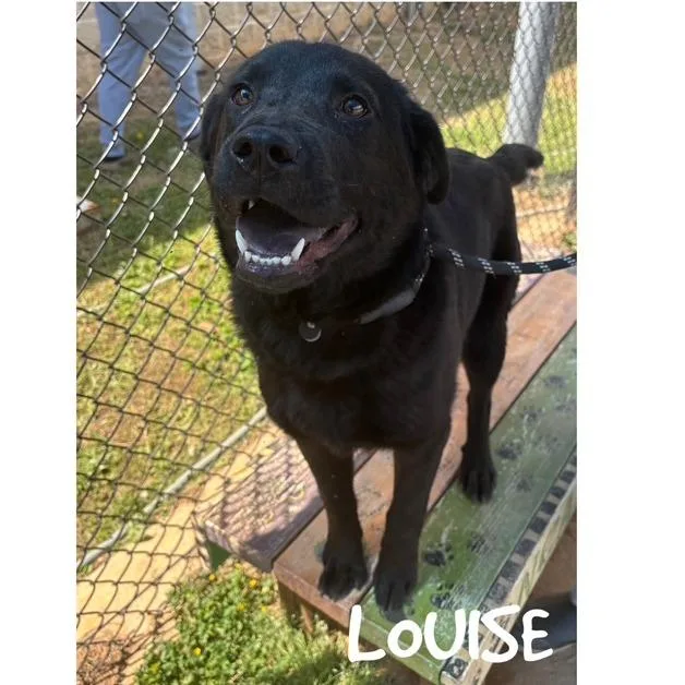 A young medium-sized female Black Black Labrador Retriever dog named Louise for adoption in Greensboro, NC