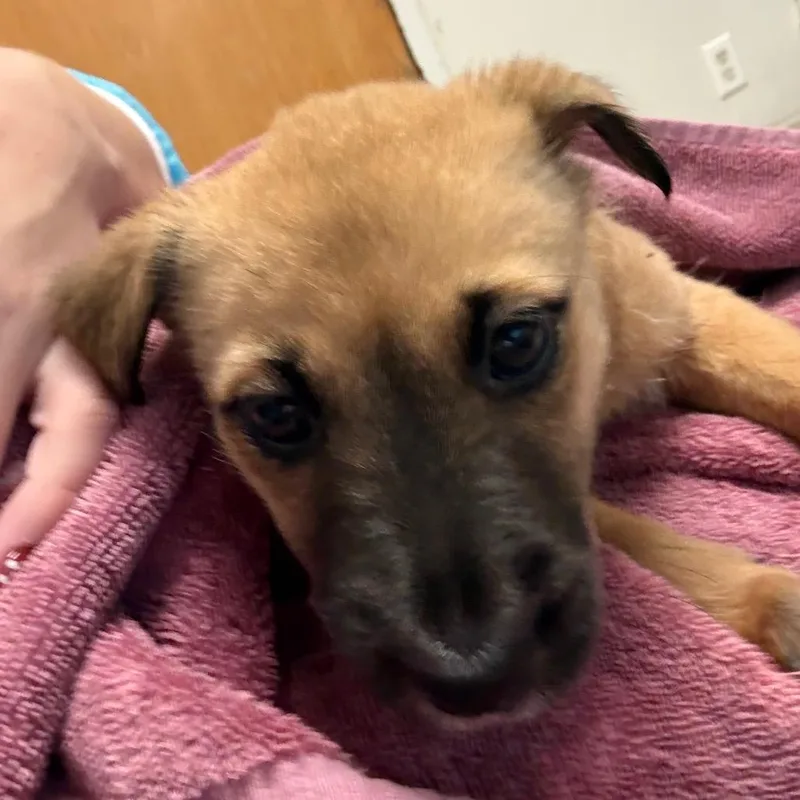 A baby small-sized female Yellow / Tan / Blond / Fawn Mixed Breed dog named Elmo for adoption in Charleston, WV