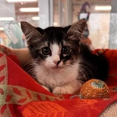 A baby small-sized male Domestic Medium Hair cat named Tidbit for adoption in Phoenix, AZ