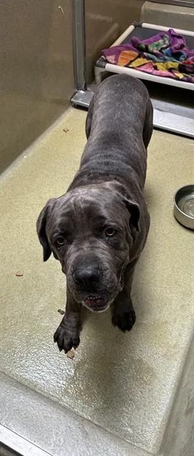 An adult large-sized male Cane Corso dog named Blue for adoption in Rancho Cucamonga, CA