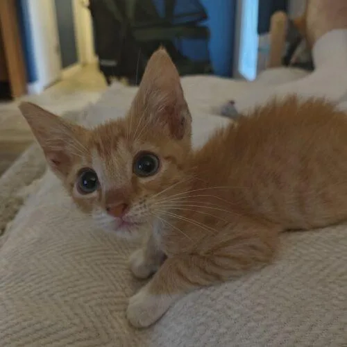 A baby small-sized male Orange & White Domestic Short Hair cat named Till for adoption in Tampa, FL
