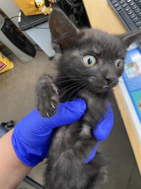 A baby medium-sized female Domestic Short Hair cat named Lucy for adoption in Dallas, TX