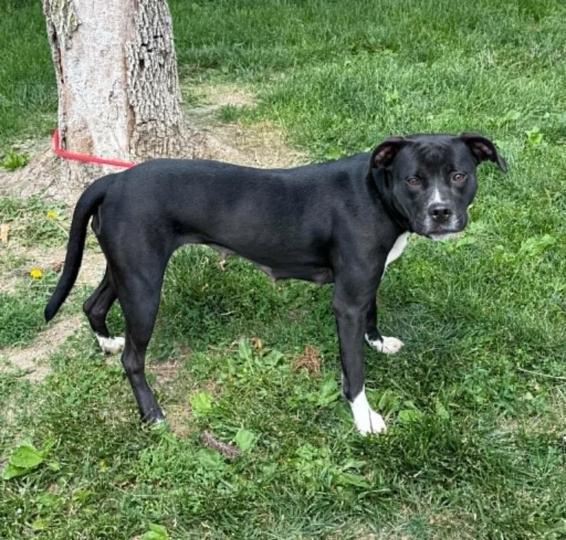 An adult medium-sized female Black Pit Bull Terrier dog named Margo for adoption in Springfield, IL