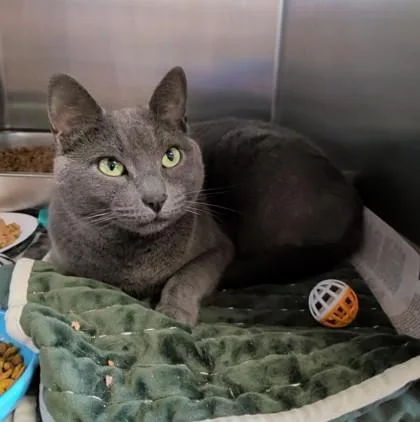 An adult medium-sized female Domestic Short Hair cat named LiL B for adoption in Bridgewater, NJ