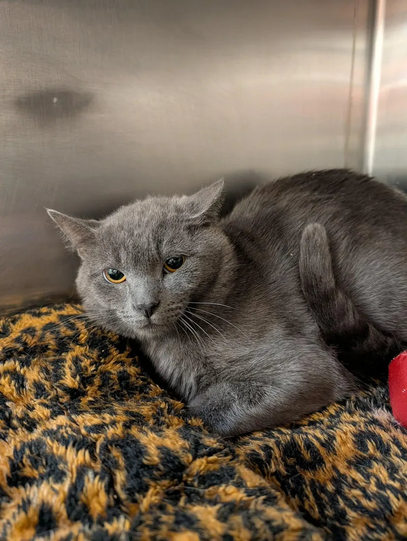 An adult large-sized male Gray / Blue / Silver Domestic Short Hair cat named Skyrim for adoption in Chambersburg, PA