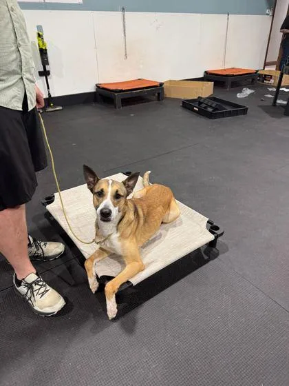 An adult large-sized male Mixed Breed dog named Pogue for adoption in Sevierville, TN